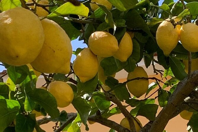 3 Hour Walking Tour of Sorrento with Local Food Tasting - Key highlights you will feel in your feet and taste buds