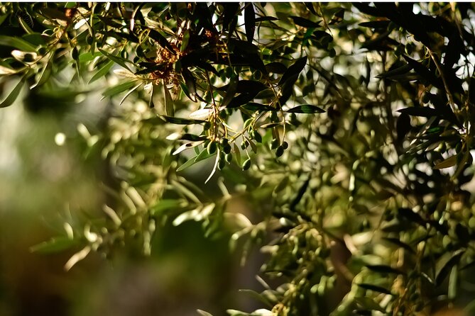 All Inclusive Pompeii, Pizza Class & Olive Oil Experience - Olive Oil Mill Stop: Tasting the Craft Behind Italy’s Favorite Sauce