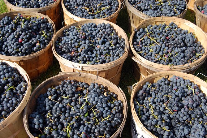 All Inclusive Pompeii, Vesuvius, wine tasting & light lunch - Who This Tour Suits Best (and Who Should Rethink)