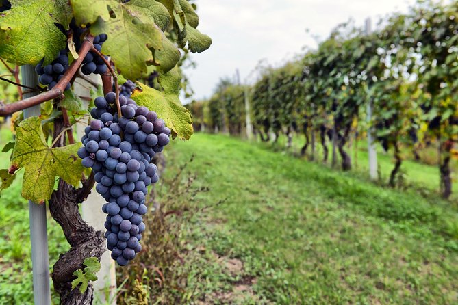 All Inclusive Pompeii, Vesuvius, wine tasting & light lunch - A Simple Booking Decision Checklist