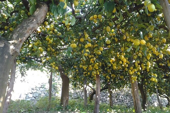 Amalfi Coast - Maiori: Path of Lemons Tour with Tasting - Where the views happen and why breaks matter