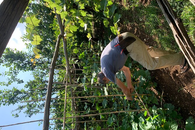 Amalfi Coast - Maiori: Path of Lemons Tour with Tasting - Quick look at timing, tickets, and what you’ll need on the day