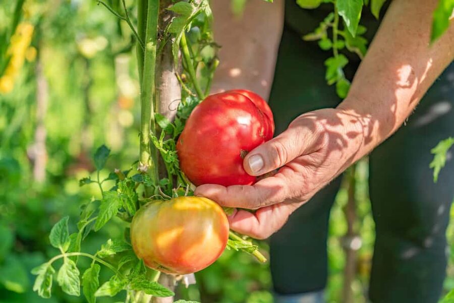 Amalfi Coast: Pizza & Mozzarella Class with Farmhouse visit - Entering the Amalfi Heaven Gardens scene (and what to expect)