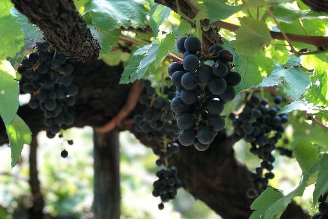 Amalfi coast private tour with Amalfi Ravello and Wine Tour from Positano - What the wine tasting feels like, not just what it includes