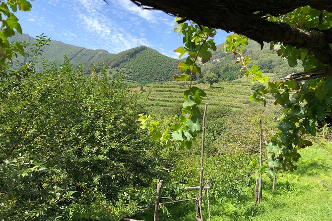 Amalfi coast private tour with Amalfi Ravello and Wine Tour from Positano - Price and value: what $590.60 buys you in practice