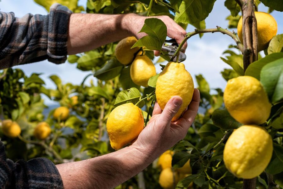 Amalfi: Cooking Class and Farmhouse Visit With Meal - The terraced garden walk: lemons, olives, and why slopes work