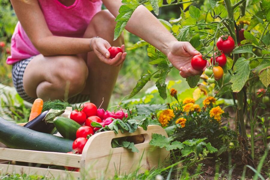 Amalfi: Cooking Class and Farmhouse Visit With Meal - The lemon grove relaxation moment and sea views