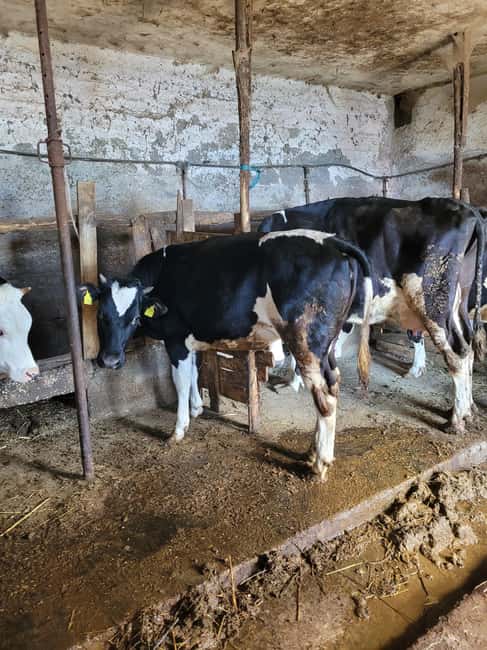 Amalfi: Milk the cows, Make Pasta, Mozzarella and Tiramisù! - Key highlights worth your time