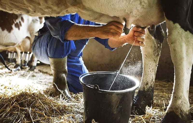 Amalfi: Milk the cows, Make Pasta, Mozzarella and Tiramisù! - Agerola Farm Cooking, From Hand-Milking to Tiramisù