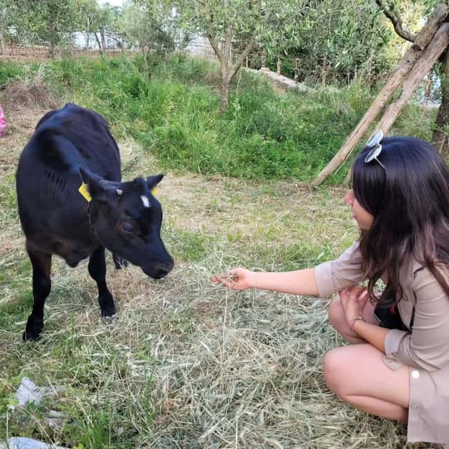Amalfi: Milk the cows, Make Pasta, Mozzarella and Tiramisù! - Hand-Milking Cows With Gigino, a Tradition You Can Actually Understand