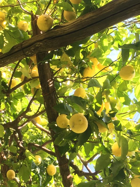 Amalfi Organic Lemon Tour & Tasting in the Historical Garden - Lemon varieties, Sfusato, and the yellow season timing