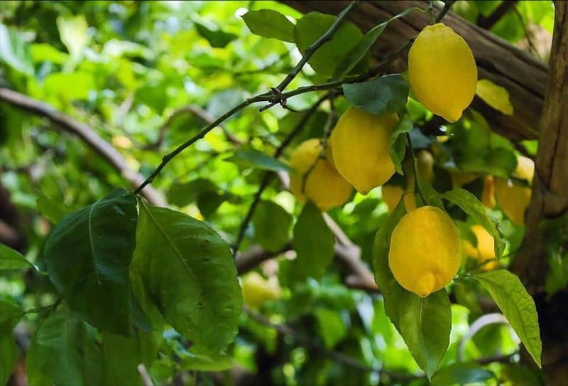 Amalfi Organic Lemon Tour & Wine Tasting + Dinner or Lunch - What happens on the tasting side: 4 wines, limoncello, and lemon cake