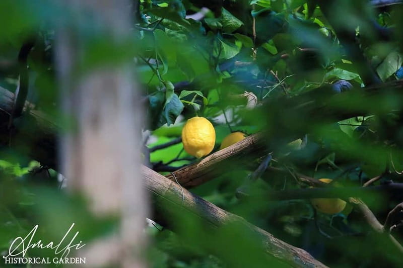 Amalfi Organic Lemon Tour & Wine Tasting + Dinner or Lunch - Who should book this lemon tour, and who might skip it