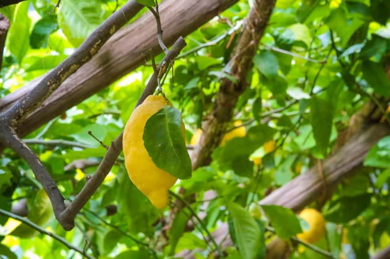 Amalfi Organic Lemon Tour & Wine Tasting + Dinner or Lunch - The lemon tour: varieties like Sfusato, plus the stories behind organic farming
