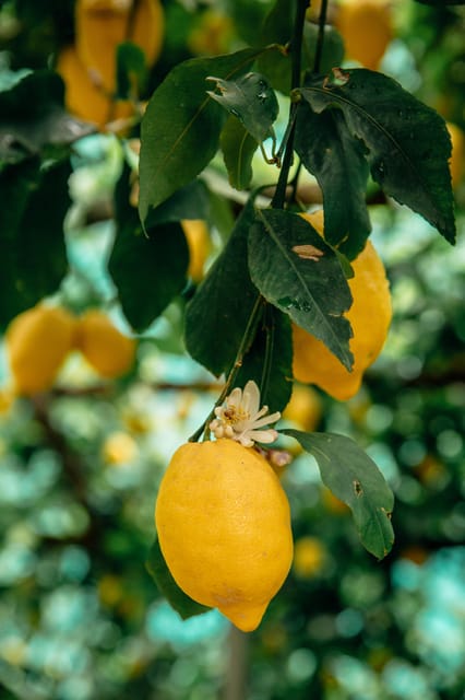Amalfi: Vertical Lemon Farm Tour, Tastings, and Rural Museum - Check-in at Via delle Cartiere, 59, and find the shop fast