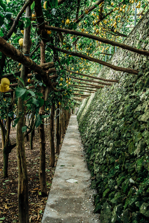 Amalfi: Vertical Lemon Farm Tour, Tastings, and Rural Museum - The limoncello lab visit: where the secrets get explained