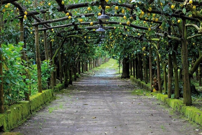 Backroads & Limoncello Experience: Sorrento E-Bike Tour - Agriturismo Il Convento: limoncello tastings with a real process