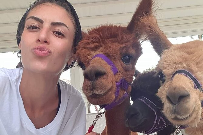 Calabrian Alpacas Sunset Beach Experiences Pizzo VV AlpacSelfies - Key highlights worth planning for