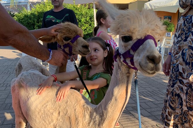 Calabrian Alpacas Sunset Beach Experiences Pizzo VV AlpacSelfies - Sunset along Costa Degli Dei, with your alpaca lead