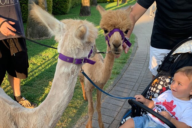 Calabrian Alpacas Sunset Beach Experiences Pizzo VV AlpacSelfies - Getting to know alpacas: language, behavior, and your new role