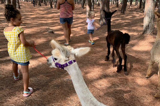 Calabrian Alpacas Sunset Beach Experiences Pizzo VV AlpacSelfies - The coastline of Pizzo VV, and why Stromboli might be in your frame