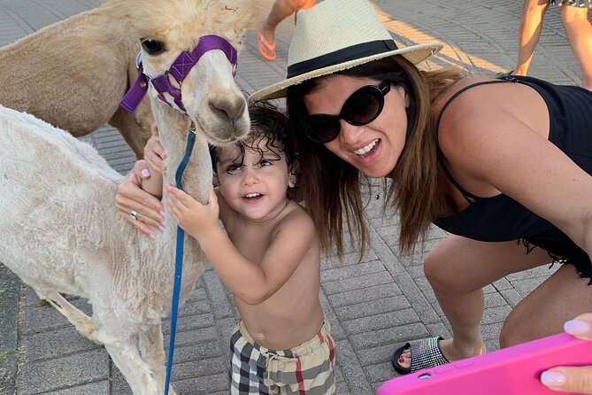 Calabrian Alpacas Sunset Beach Experiences Pizzo VV AlpacSelfies - 7:00 PM to 8:00 PM: how the hour typically flows