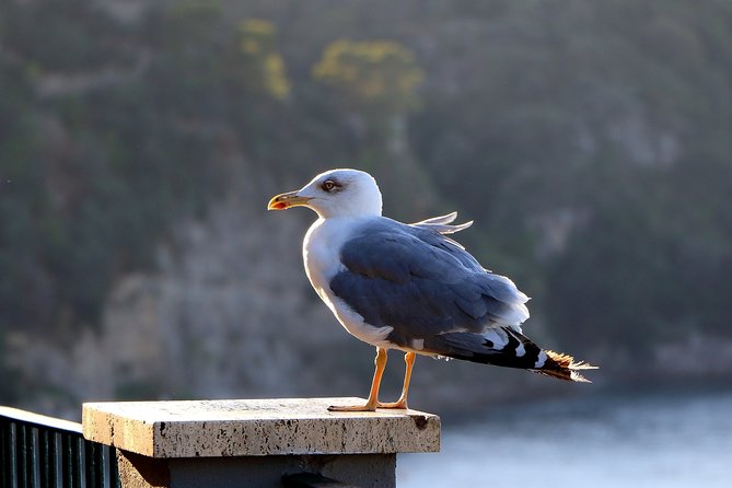 Capri, Blue Grotto, Sorrento & Pompeii Private Tour - Sorrento free time: your lunch and your pace