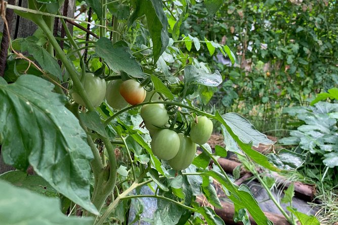 Cook and Eat in a Citrus Grove in Sorrento - Meeting Point at Via Bernardino Rota, 4, and Getting There Easy