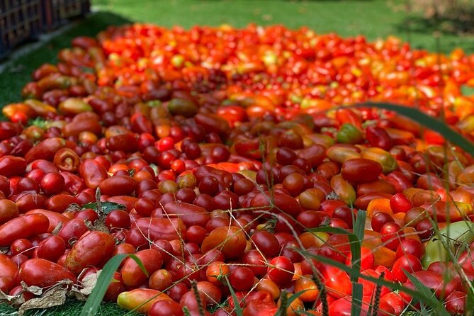 Cook and Eat in a Citrus Grove in Sorrento - Price and Value: Is $168.20 Worth It?