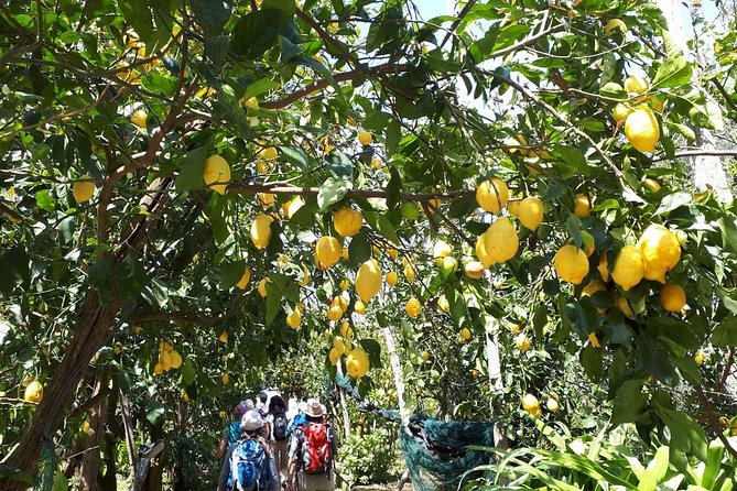 DISCOVER SORRENTO, food &Walking tour . Lemons-cheese&olive oil - The limoncello and lemon-garden part: more than a sweet sip