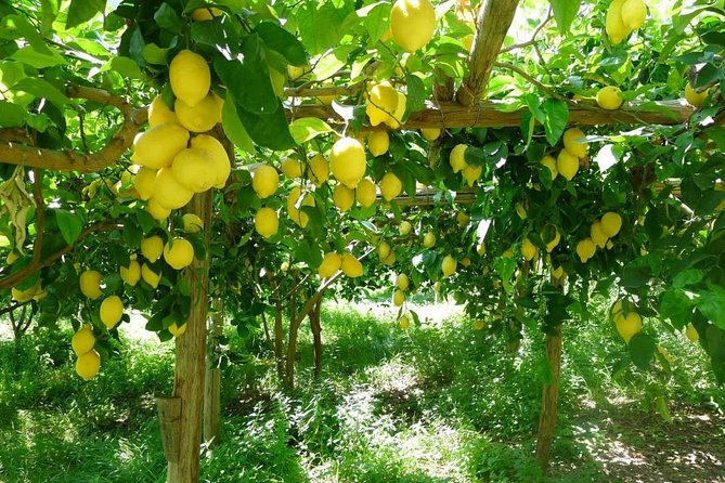 Discover Sorrento with food tasting and walking Tour - Limoncello and snacks: included tastings that set the tone