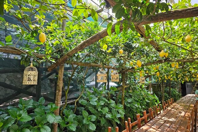 E-Bike Tour in the Sorrento Peninsula and Visit to Acetaia - Where It Starts: Enjoy Bike Sorrento, Then Off to the Coast