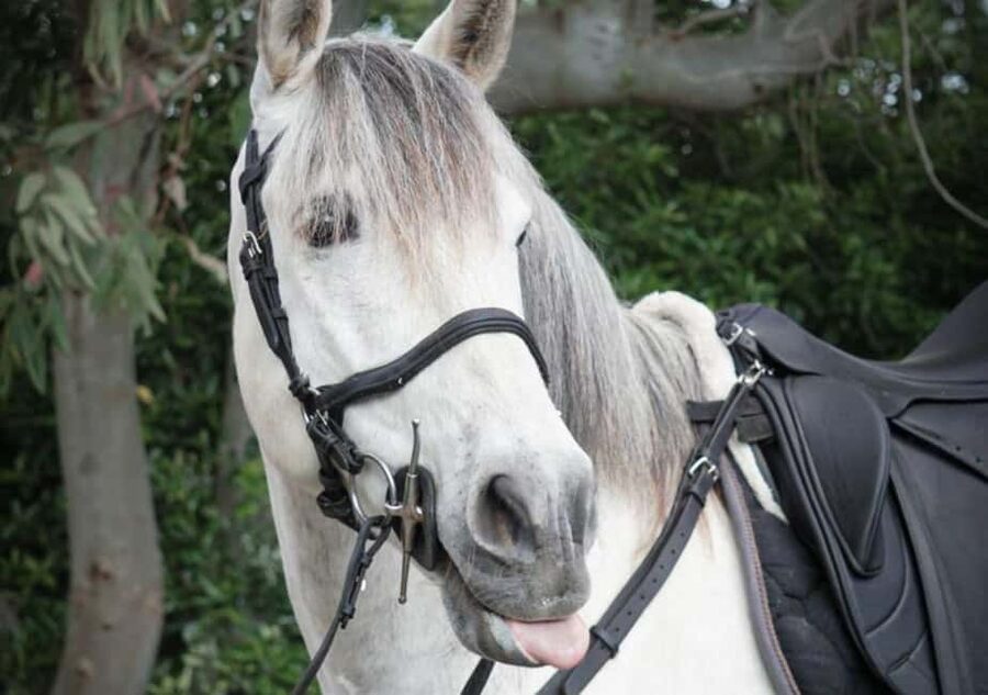 From Pompeii: Mount Vesuvius Horseback Riding Tour - The short training that helps beginners (and reassures experts)
