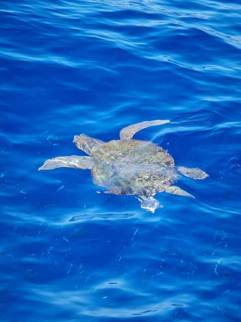 From Sorrento: Capri Boat Tour with Blue Grotto Visit - The swim-and-snorkel rhythm: when the day turns fun