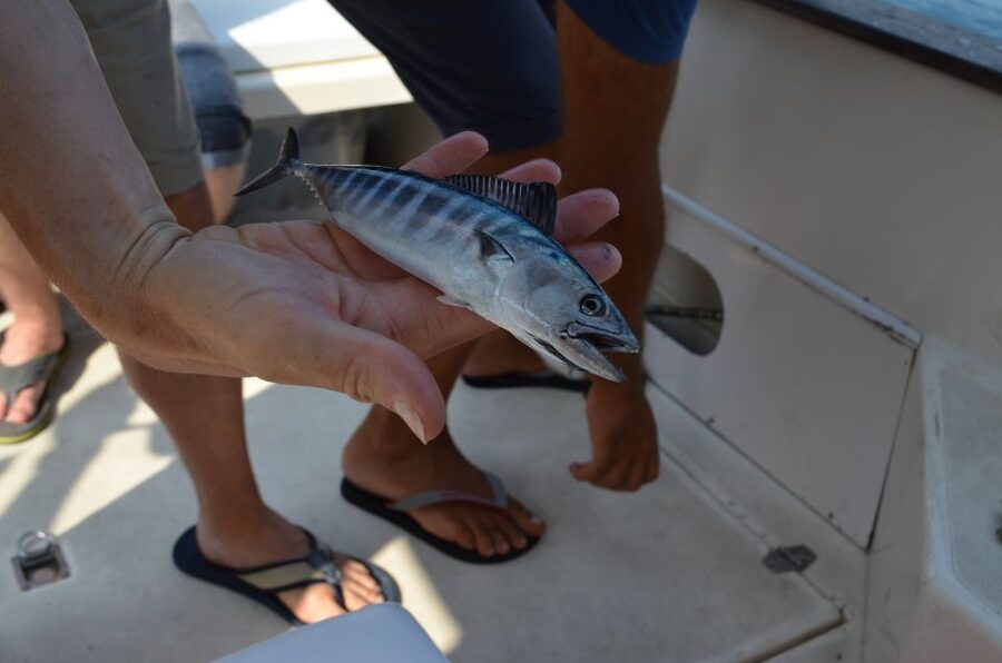 From Sorrento: Fishing in Capri with Lunch - Free time on Capri: what to do with your own schedule