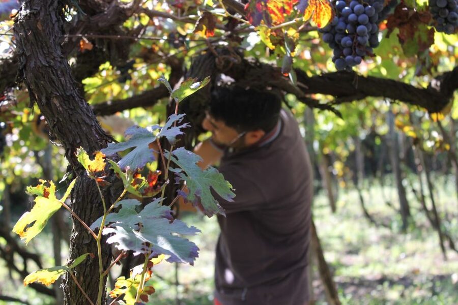 From Sorrento: Full-Day Pompeii & Wine Tasting Tour - Getting from Sorrento to Pompeii: minibus comfort and a real guide