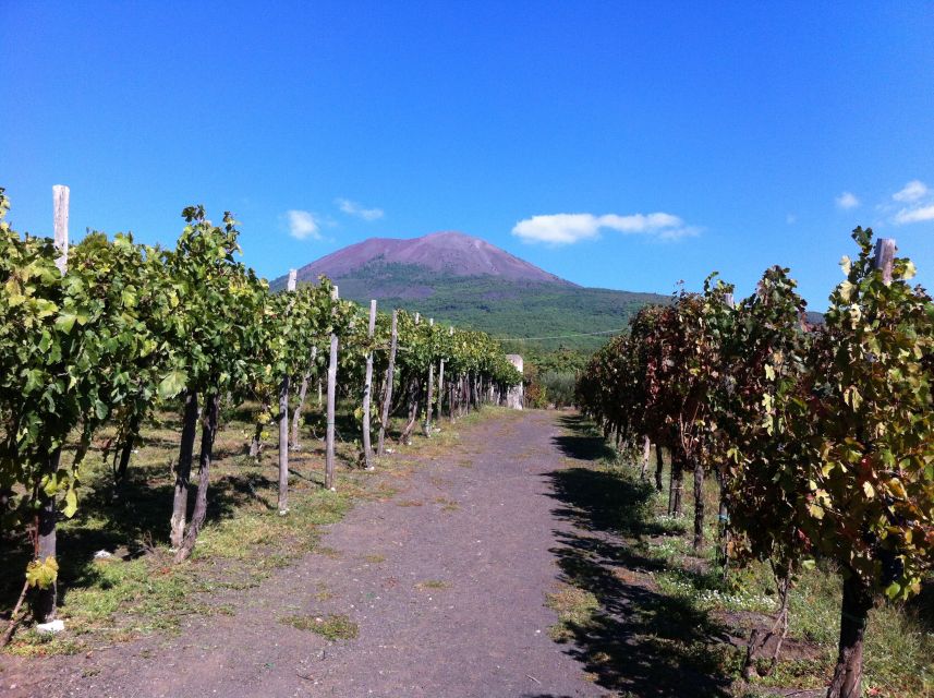 From Sorrento: Skip-the-Line Guided Vesuvius Hike and Lunch - Getting from Sorrento to the vineyard without turning your day into a bus marathon