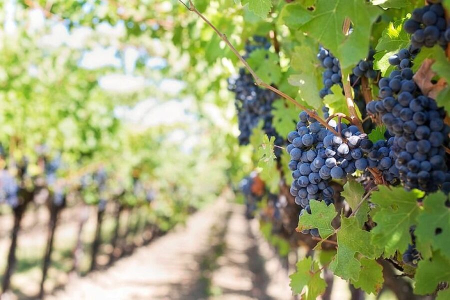 From Sorrento: Skip-the-Line Pompeii Tour and Vineyard Lunch - From Pompeii to the Vineyard: Views and the Story of Volcanic Wine