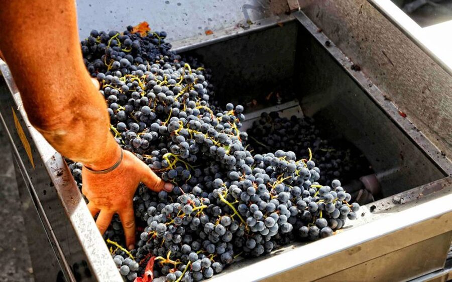 From Sorrento: Winery Tour, Tasting & Lunch - Sorrento to Pompeii, then straight to the winery