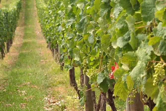 Full Day Small Group Pompeii Tour from Sorrento with Local Wine Tasting - Entering Pompeii with skip-the-line tickets