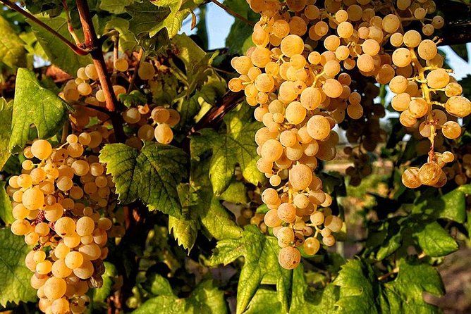 Full Day Small Group Pompeii Tour from Sorrento with Local Wine Tasting - Group size, pace, and comfort on a full day