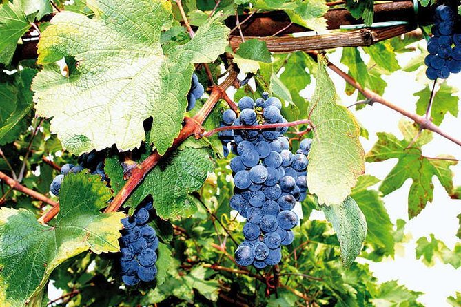 Full Day Small Group Pompeii Tour from Sorrento with Local Wine Tasting - Who should book this Pompeii and wine day