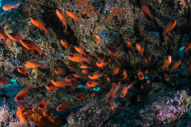 Guided diving for beginners without certification from Sorrento - First Underwater Session (Up to 6 Metres): Learn the Basics, Spot Fish