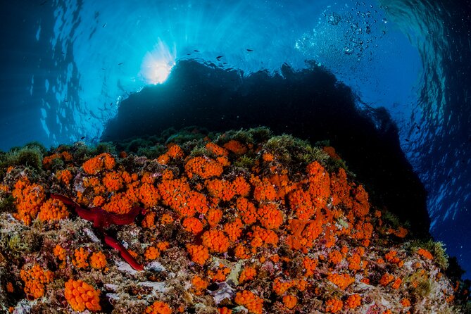 Guided diving for beginners without certification from Sorrento - Punta Campanella: Protected Water That Helps Beginners