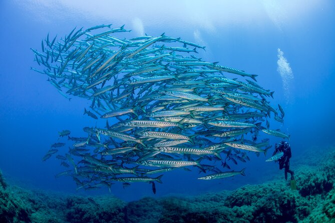 Guided diving for beginners without certification from Sorrento - What the Underwater Experience Feels Like Day-of