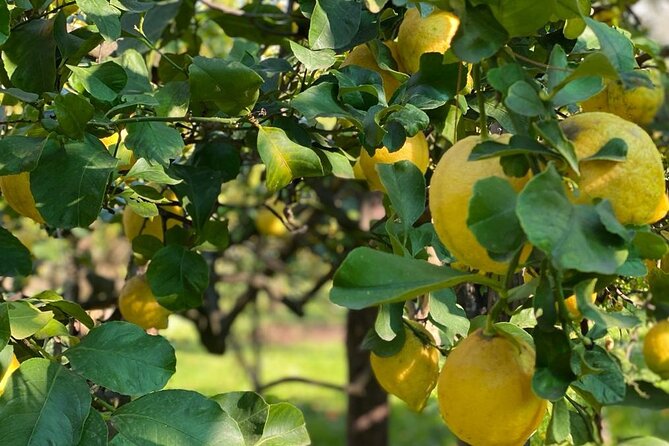 Guided tour of a historic lemon grove in Sorrento - Key details to know before you book