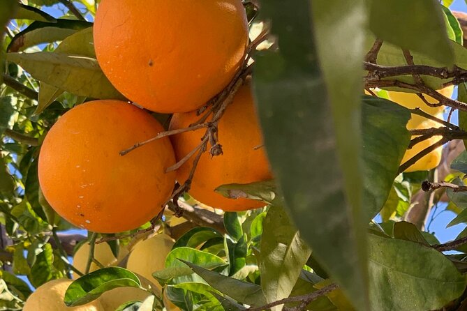 Guided tour of a historic lemon grove in Sorrento - Price and value: when $48.27 makes sense