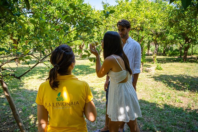 Guided tour of a historic lemon grove in Sorrento - Who should book this lemon grove tour (and who should skip it)
