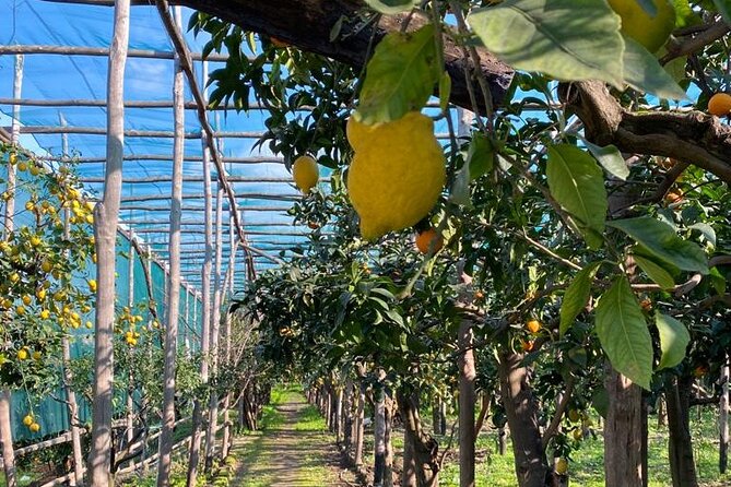 Guided tour of a historic lemon grove in Sorrento - FAQ