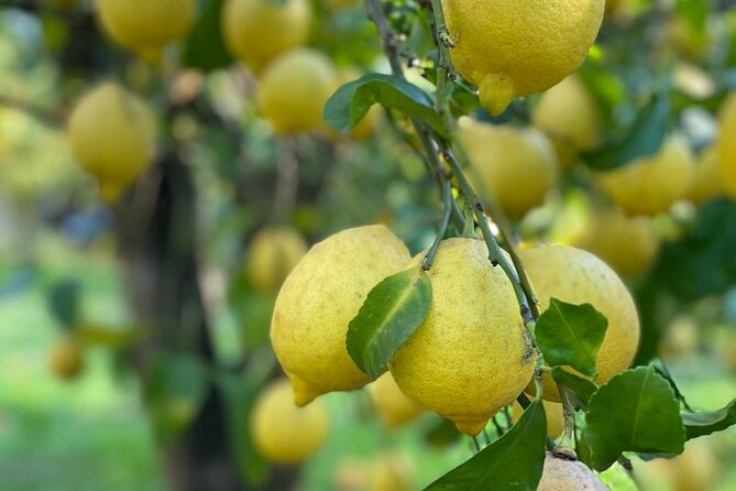 Guided tour of a historic lemon grove in Sorrento - The lemon grove walk in 45 minutes: what the guide actually does